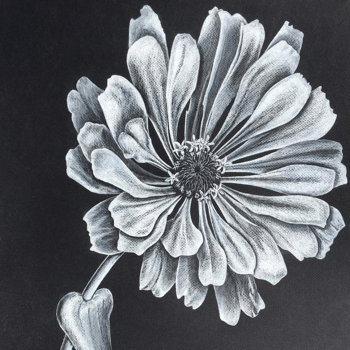 Zinnia Zinnia