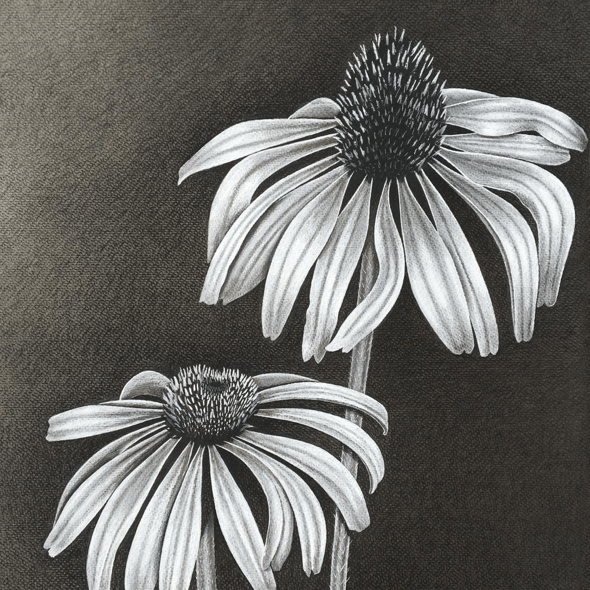 Coneflower Coneflower