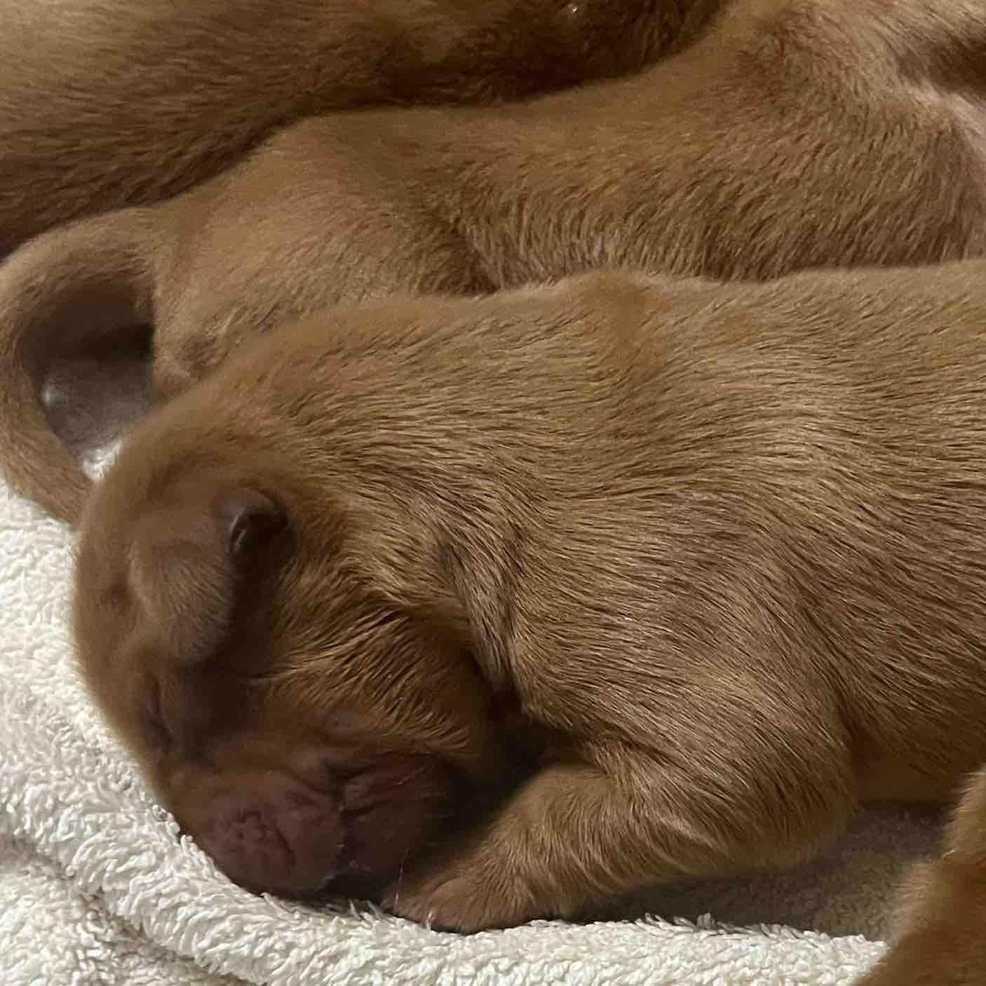 Lazy days Maple Lazy days Maple