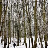 Into the snowy woods Into the snowy woods