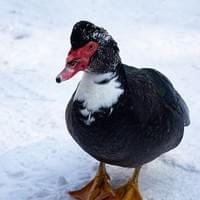 Mandatory duck shot Mandatory duck shot