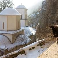 Monastery Kitty Monastery Kitty