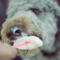 Photo Credit: G. Malka