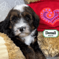 F1B Standard Bernedoodle F1B Standard Bernedoodle