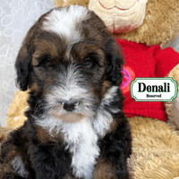 F1B Standard Bernedoodle F1B Standard Bernedoodle