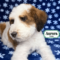 F1B Standard Bernedoodle F1B Standard Bernedoodle