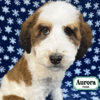 F1B Standard Bernedoodle F1B Standard Bernedoodle