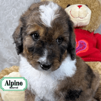 F1B Standard Bernedoodle F1B Standard Bernedoodle