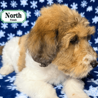 F1B Standard Bernedoodle F1B Standard Bernedoodle