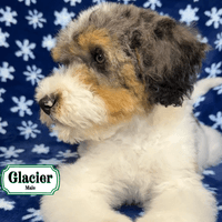 F1B Standard Bernedoodle F1B Standard Bernedoodle