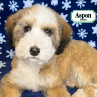 F1B Standard Bernedoodle F1B Standard Bernedoodle