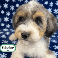 F1B Standard Bernedoodle F1B Standard Bernedoodle