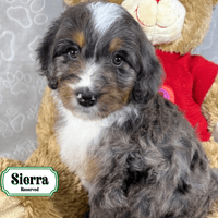 F1B Standard Bernedoodle F1B Standard Bernedoodle