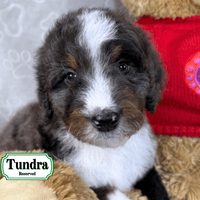 F1B Standard Bernedoodle F1B Standard Bernedoodle