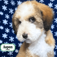 F1B Standard Bernedoodle F1B Standard Bernedoodle