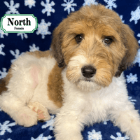 F1B Standard Bernedoodle F1B Standard Bernedoodle