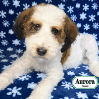 F1B Standard Bernedoodle F1B Standard Bernedoodle