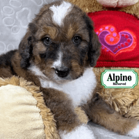 F1B Standard Bernedoodle F1B Standard Bernedoodle