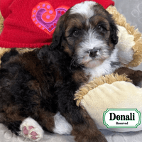 F1B Standard Bernedoodle F1B Standard Bernedoodle