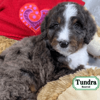 F1B Standard Bernedoodle F1B Standard Bernedoodle