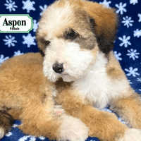 F1B Standard Bernedoodle F1B Standard Bernedoodle