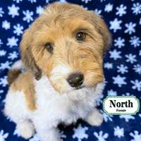 F1B Standard Bernedoodle F1B Standard Bernedoodle