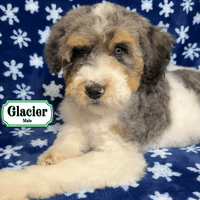 F1B Standard Bernedoodle F1B Standard Bernedoodle