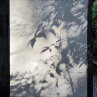 Shadows And Their Trees 2 Shadows And Their Trees 2