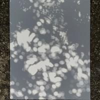 Shadows And Their Trees 79 Shadows And Their Trees 79