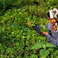 Deepure Pu’er Tea Valley Deepure Pu’er Tea Valley