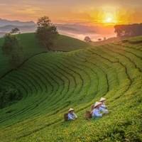 Deepure Pu’er Tea Valley Deepure Pu’er Tea Valley