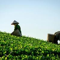 Deepure Pu’er Tea Valley Deepure Pu’er Tea Valley