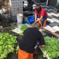 1060510水耕收成 1060510水耕收成