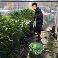 1060710水耕收成-3 1060710水耕收成-3