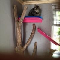 Large chalet in purpose built cattery - Country Dogs Boarding Kennels & Cattery Large chalet in purpose built cattery - Country Dogs Boarding Kennels & Cattery