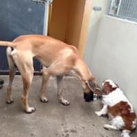 Dogs in large run - Country Dogs Boarding Kennels & Cattery Dogs in large run - Country Dogs Boarding Kennels & Cattery