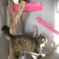 Enjoyment in the chalet, Cattery - Country Dogs Boarding Kennels & Cattery Enjoyment in the chalet, Cattery - Country Dogs Boarding Kennels & Cattery