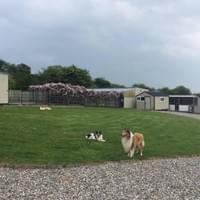 Yard - Country Dogs Boarding Kennels & Cattery Yard - Country Dogs Boarding Kennels & Cattery