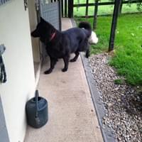Happy Dogs, Kennels - Country Dogs Boarding Kennels & Cattery Happy Dogs, Kennels - Country Dogs Boarding Kennels & Cattery