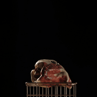 Insects Pepper Insects Pepper