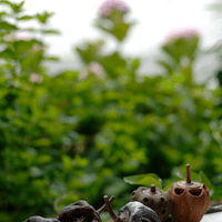 Real Pepper Real Pepper