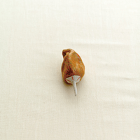 Colorful Pepper Colorful Pepper