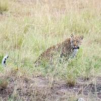 leopard leopard