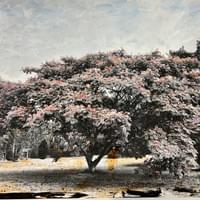 L'arbre à soie L'arbre à soie