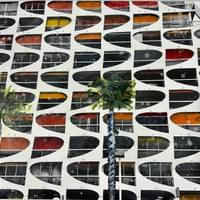 les palmiers les palmiers