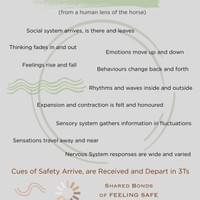 3Ts Felt Safety for the Horse 3Ts Felt Safety for the Horse