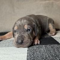 Sage - Female - $2200 Sage - Female - $2200