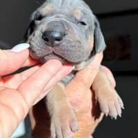 Sage - Female - $2200 Sage - Female - $2200