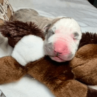 Jolene - female - $2500 Jolene - female - $2500