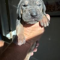 Liberty - female - $2200 Liberty - female - $2200